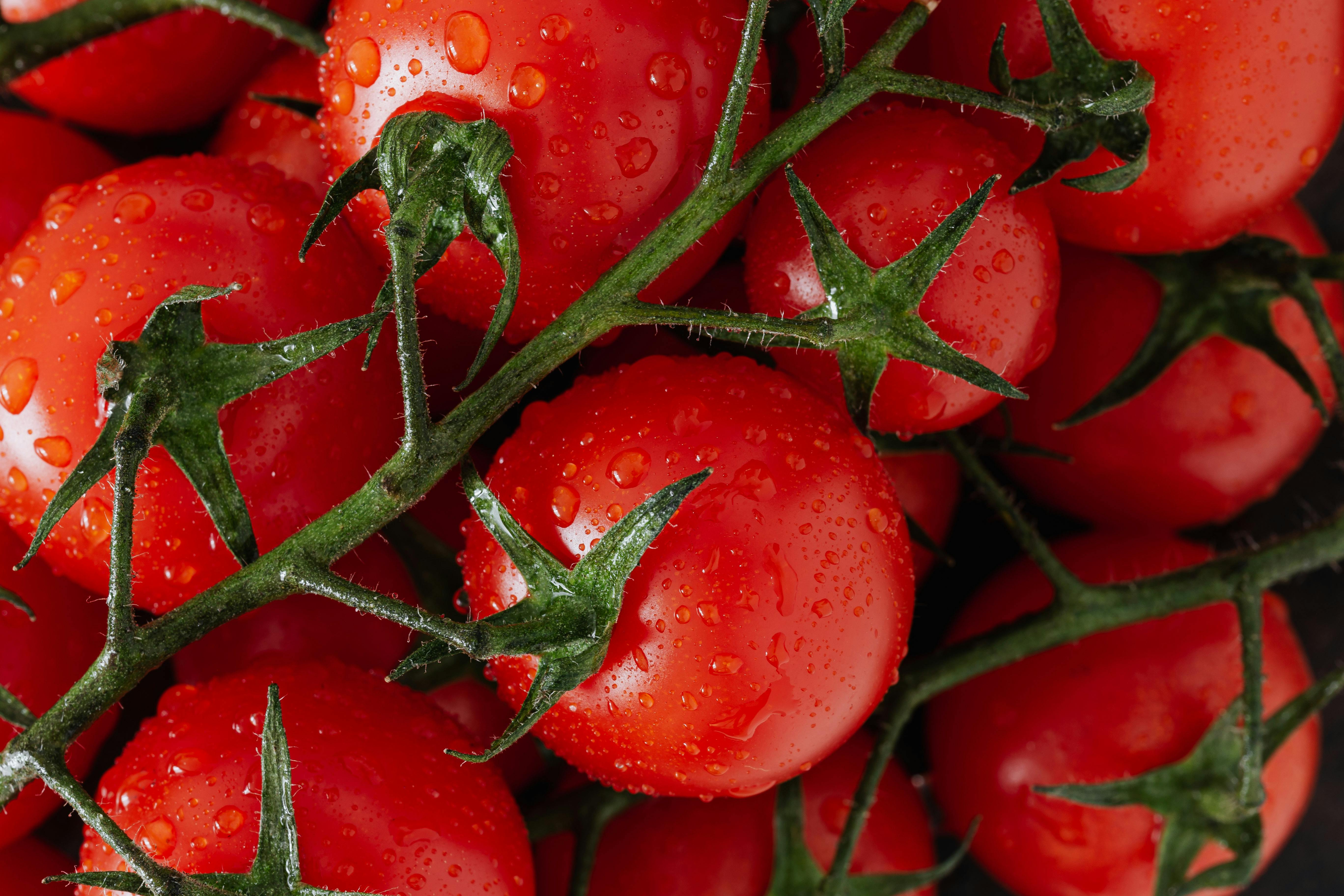 fresh red tomatoes