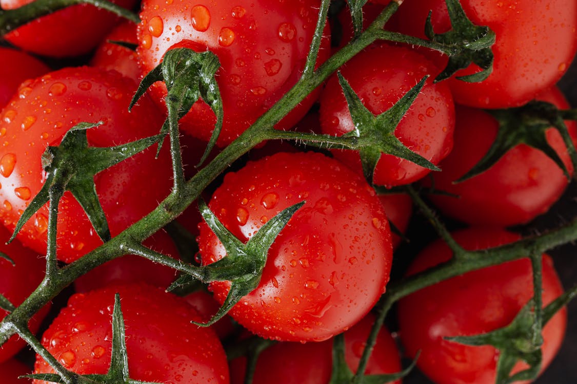 Fresh ripe red tomatoes with water drops