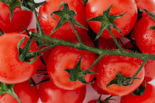 Bunch of fresh ripe tomatoes on branch