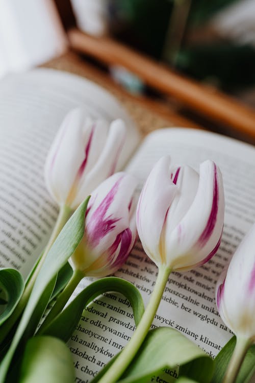 Fragrant flowers on blurred page of book placed on wooden chair in room