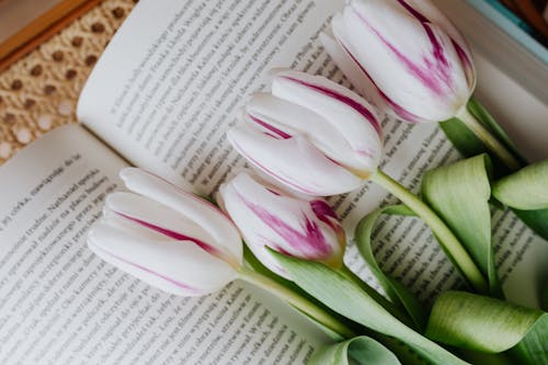 Bunch of elegant white violet fresh flowers lying on page of fiction at home