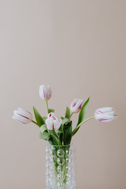 Creative glass vase with delicate white tulips near beige wall