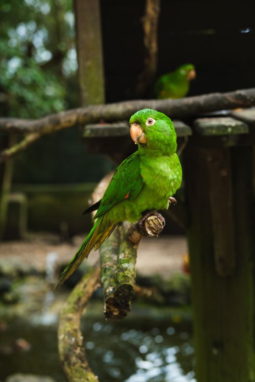 Free Vibrant green parrot perched in outdoor zoo setting, showcasing vivid plumage. Stock Photo