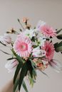 这束美丽的花束以粉色非洲菊、白色郁金香和米色背景上的绿色植物为特色