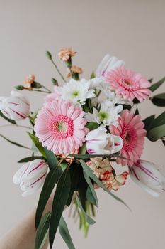 这束美丽的花束以粉色非洲菊、白色郁金香和米色背景上的绿色植物为特色