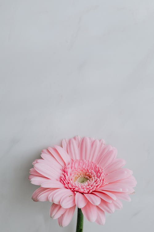 From above tender pink flower with delicate petals placed on gray background in light room at spring