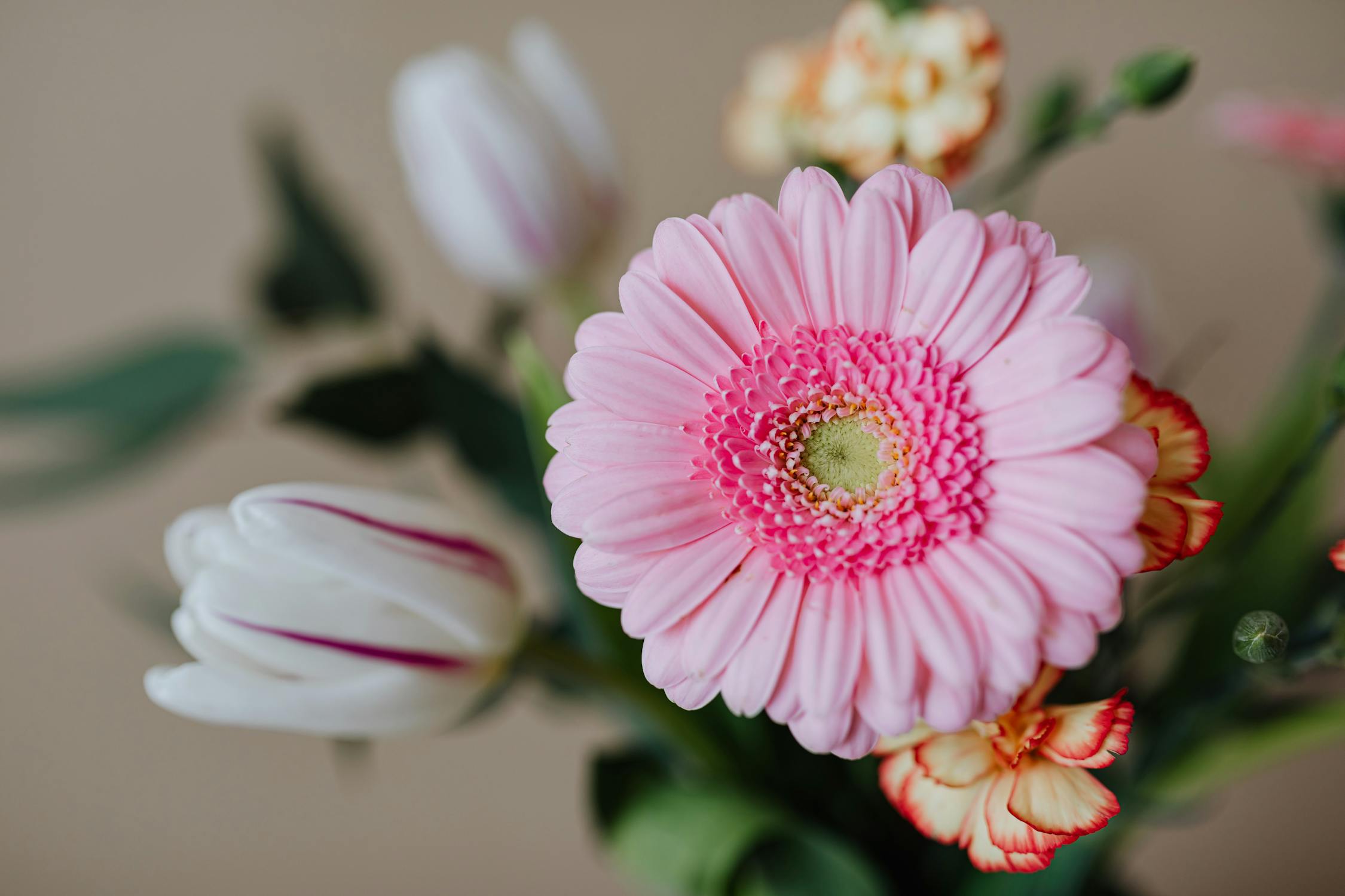 pink gerbera daisy and white tulip