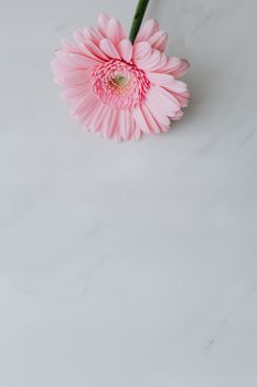 白色大理石背景上，绿色茎上的新鲜粉色非洲菊顶视图置于其中