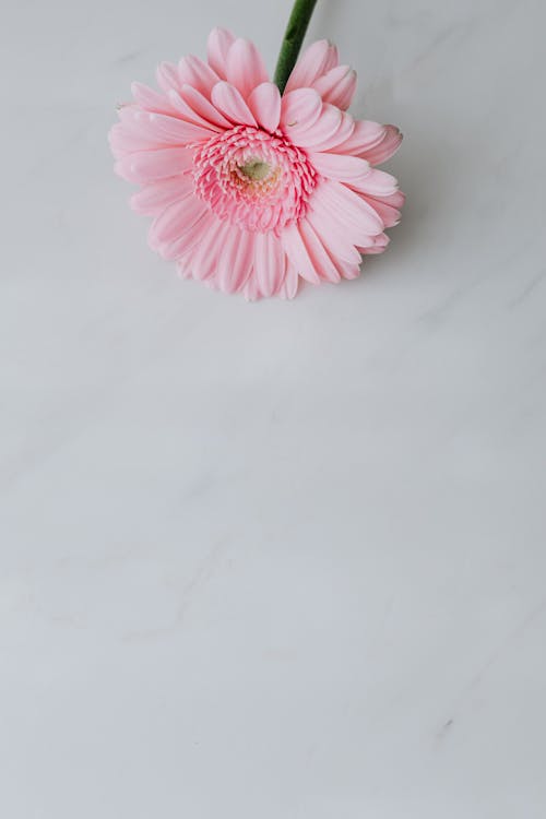 Top view of fresh pink Gerbera on green stem placed on white marble background