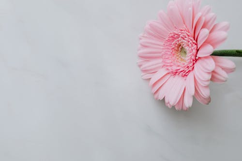 Pink fresh flower on white table