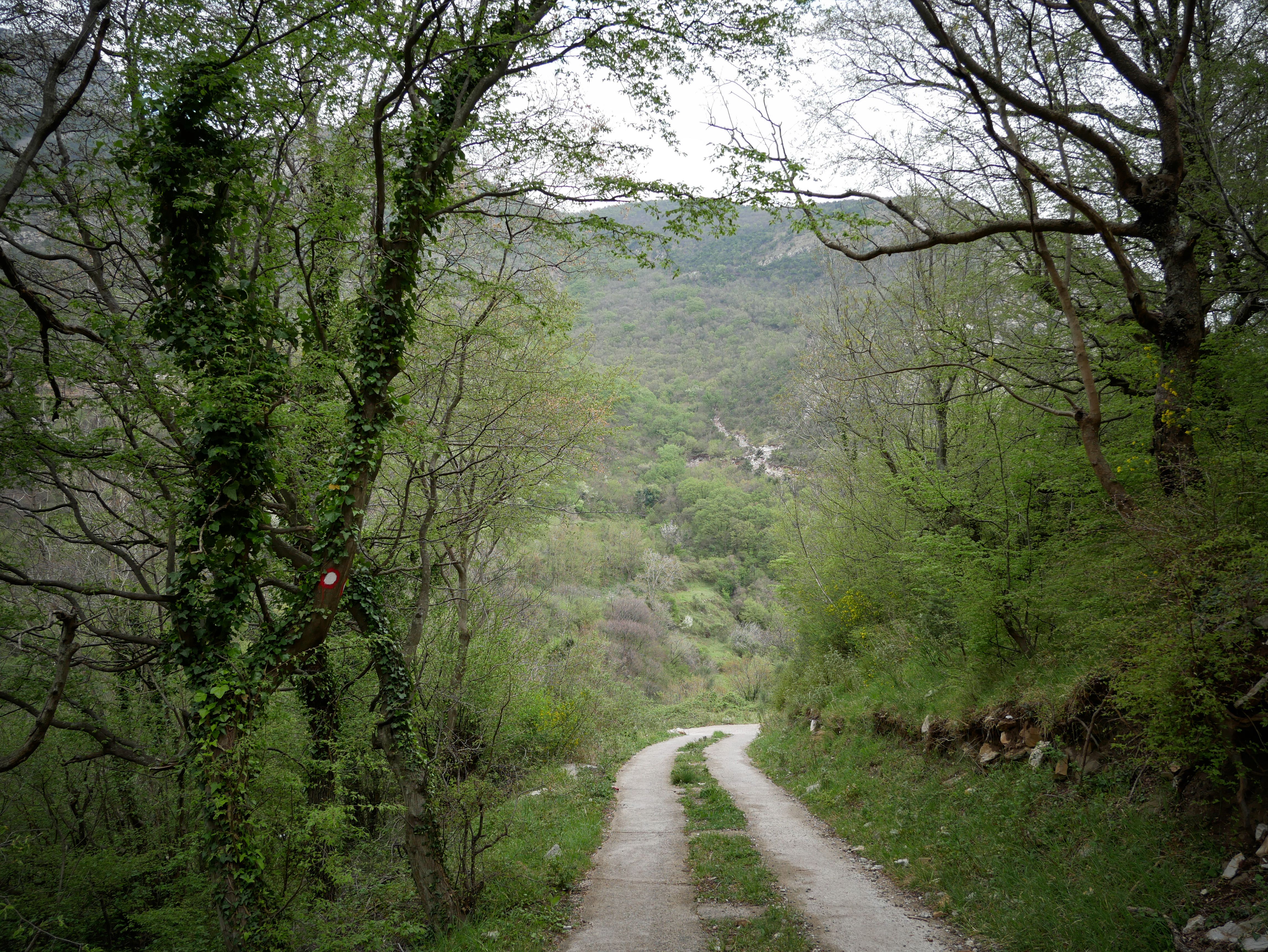 hiking path first step forest