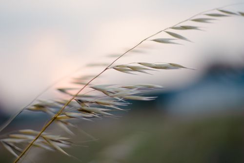 Free Serene close-up of grass with a soft focus against a gentle sunset sky backdrop, capturing nature's beauty. Stock Photo