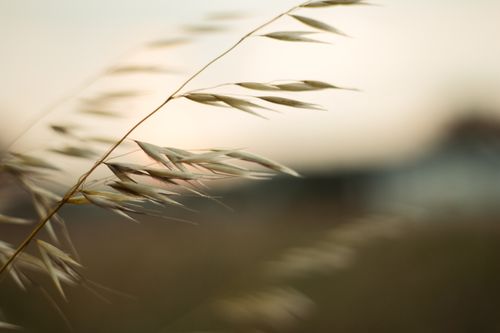 Free A tranquil close-up of oat grass against a soft sunset background, evoking calm and nature's beauty. Stock Photo