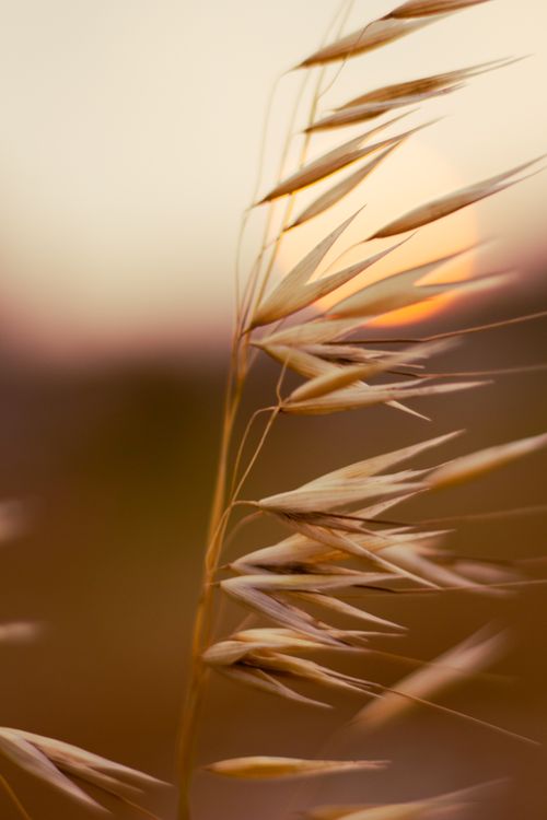 Free Detailed view of golden grass blades gently swaying against a sunset backdrop. Stock Photo