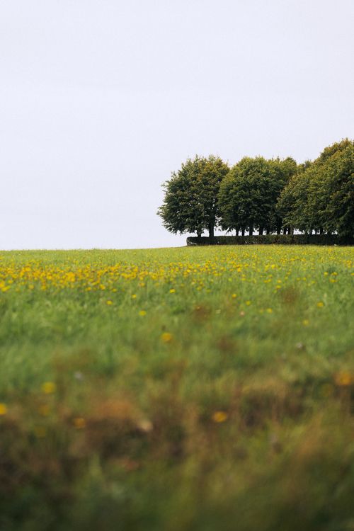 Free Scenic view of lush green field and tree line in Herrnhut, capturing spring serenity. Stock Photo