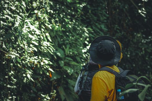 Back view of an explorer in a yellow shirt venturing through a lush green jungle.