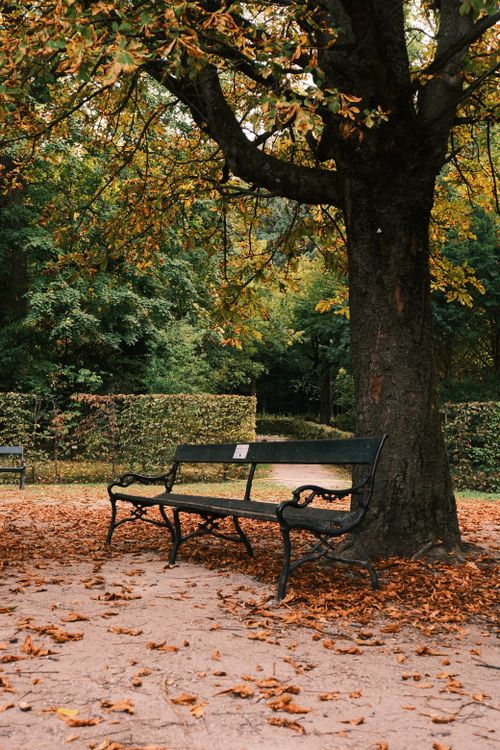 Free Serene park scene with a bench under a yellow autumn tree, surrounded by fallen leaves. Stock Photo