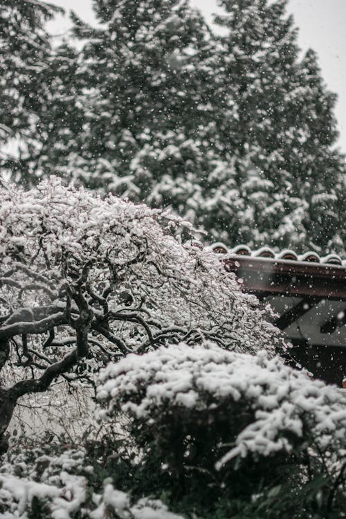 Besneeuwde Planten