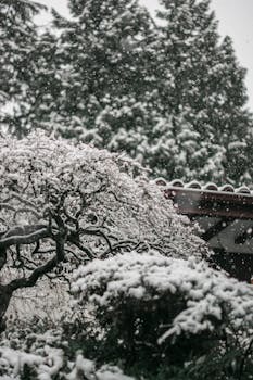 冬季景观的特色是白雪皑皑的树木点缀在宁静的花园环境中
