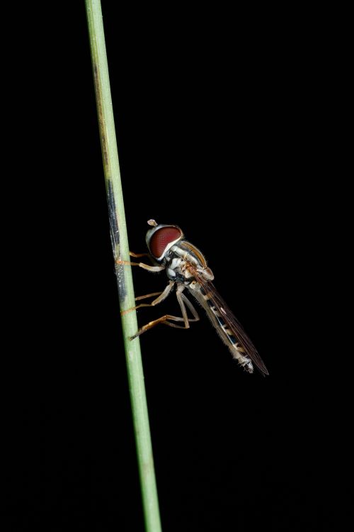 Free Macro photography of a hoverfly perched on a slender green grass blade against a black background. Stock Photo