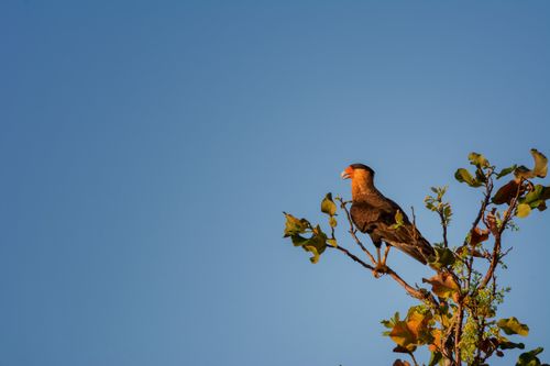 Free Crested Caracara perched on a branch in Felixlândia, Minas Gerais, Brazil, captured against a clear blue sky. Stock Photo