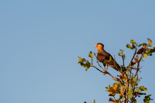 Free A Crested Caracara perched on a branch against a clear blue sky in Felixlândia, Minas Gerais, Brazil. Stock Photo