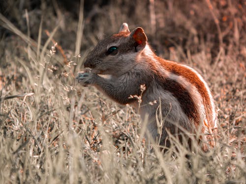 Close-up Shot Of A Brown Squirrel