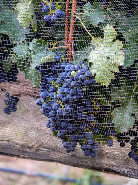 Lush bunches of grapes ripening under protective netting, Tilcara, Argentina.