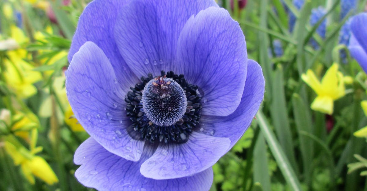 Free stock photo of anemone, purple flowers