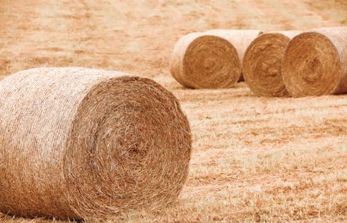 Brown Rolled Hay