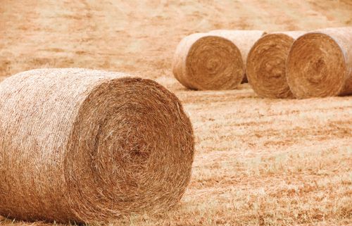 Free Golden hay rolls scattered across a sunlit rural field in Dargaville, New Zealand. Stock Photo