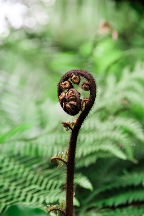 Close-Up Shot Of A Plant