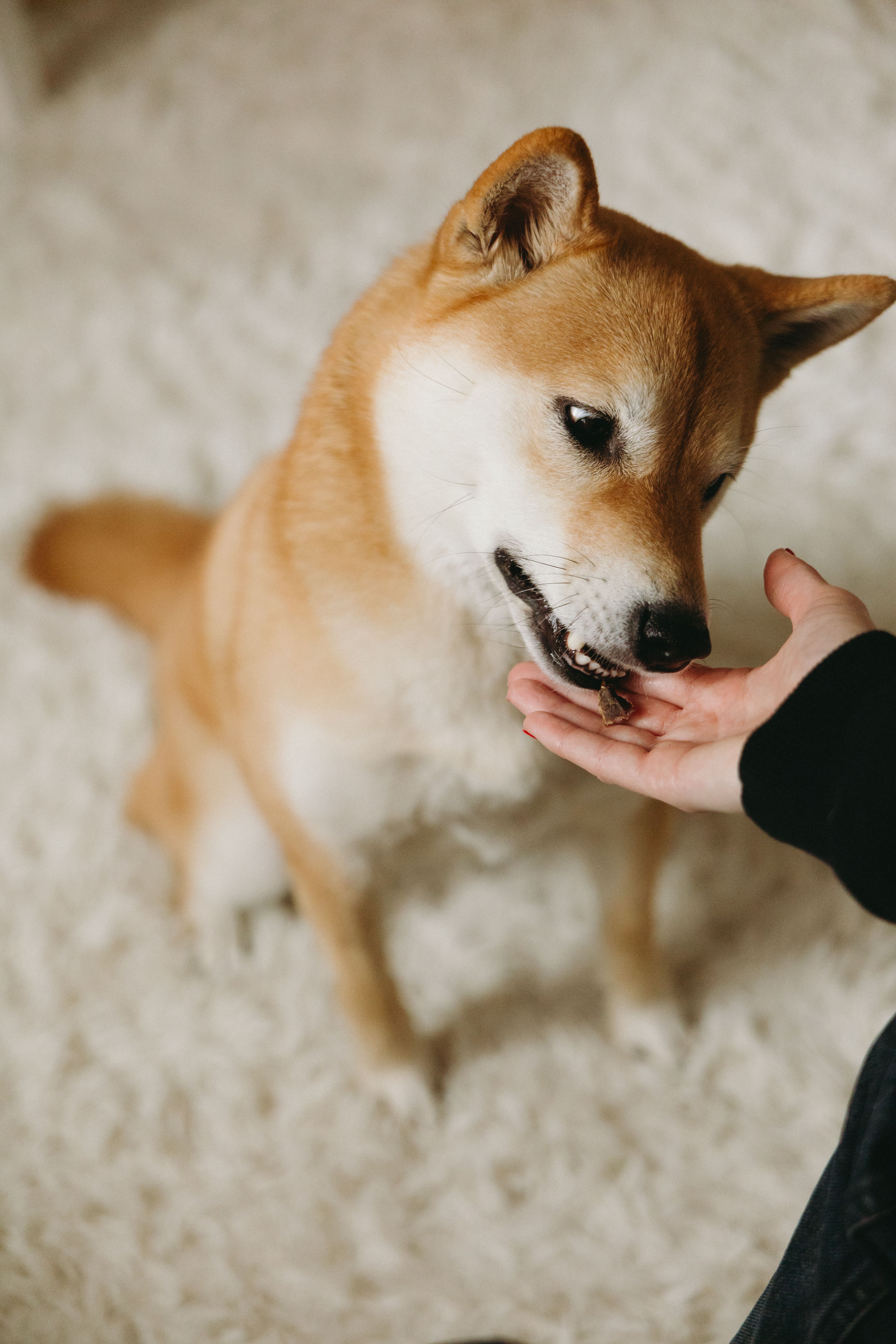 Ração para Cães Filhotes (10kg)