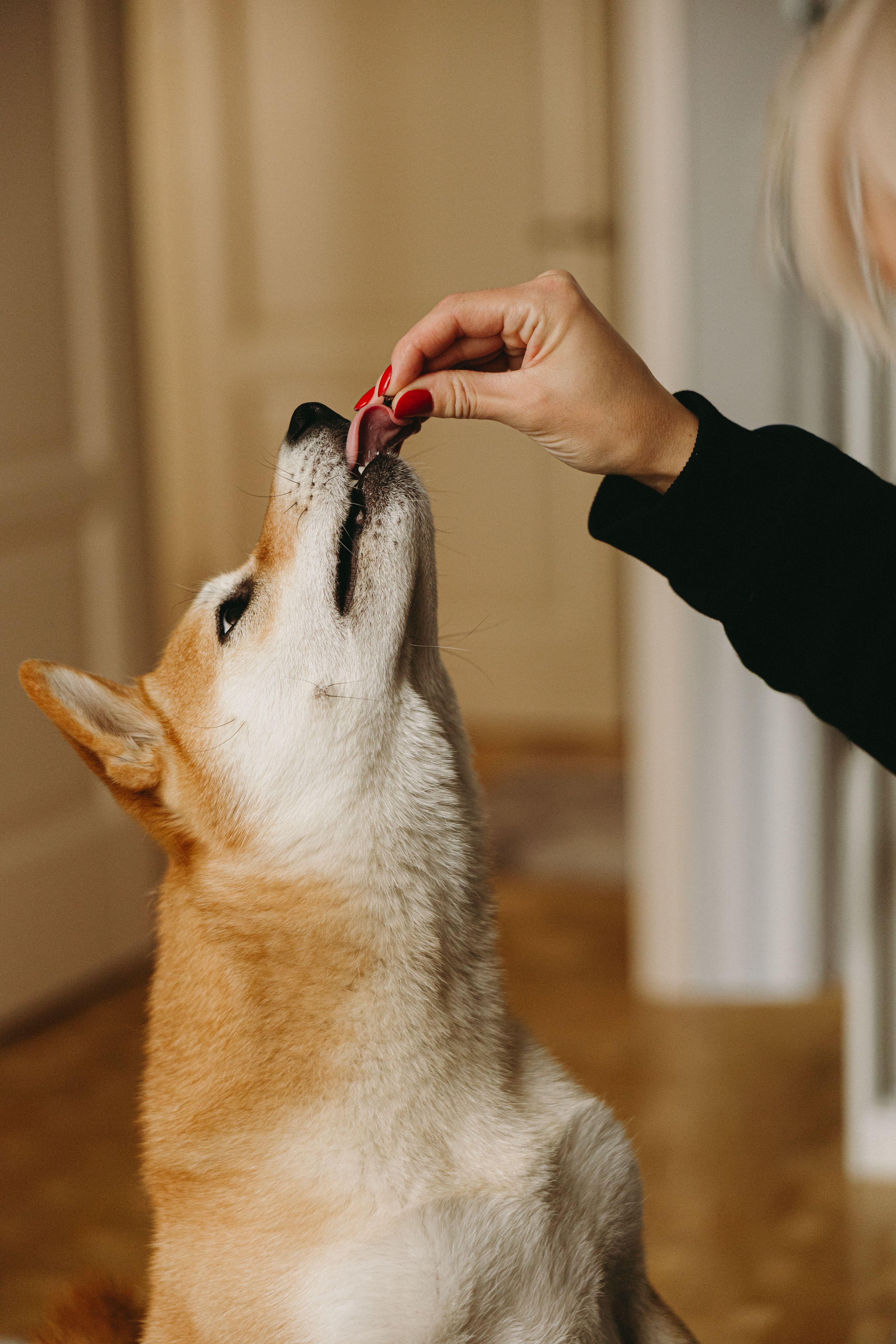 Biscoito para Cães (500g)