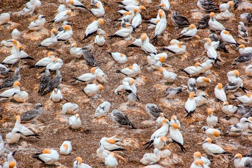 Fotobanka s bezplatnými fotkami na tému divočina, gannets, kŕdeľ