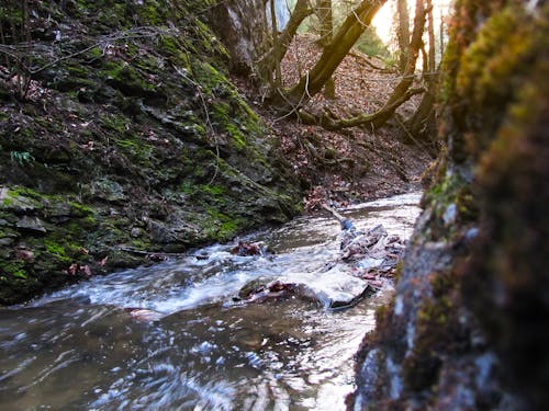 potok, priroda içeren Ücretsiz stok fotoğraf