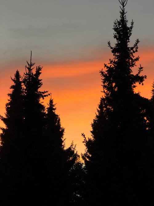 Free Tall evergreen trees are silhouetted against a vibrant orange sunset sky, creating a picturesque evening scene. Stock Photo