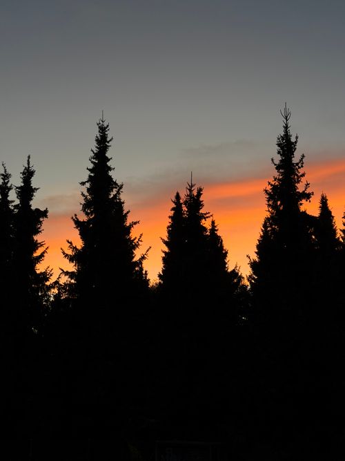Free Majestic silhouettes of coniferous trees under a vivid orange sunset sky. Stock Photo
