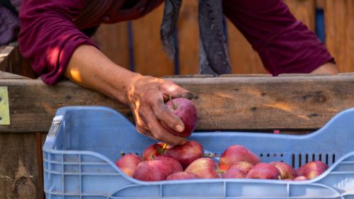 Free A farmer's hand selects ripe red apples from a blue crate during harvest season. Stock Photo