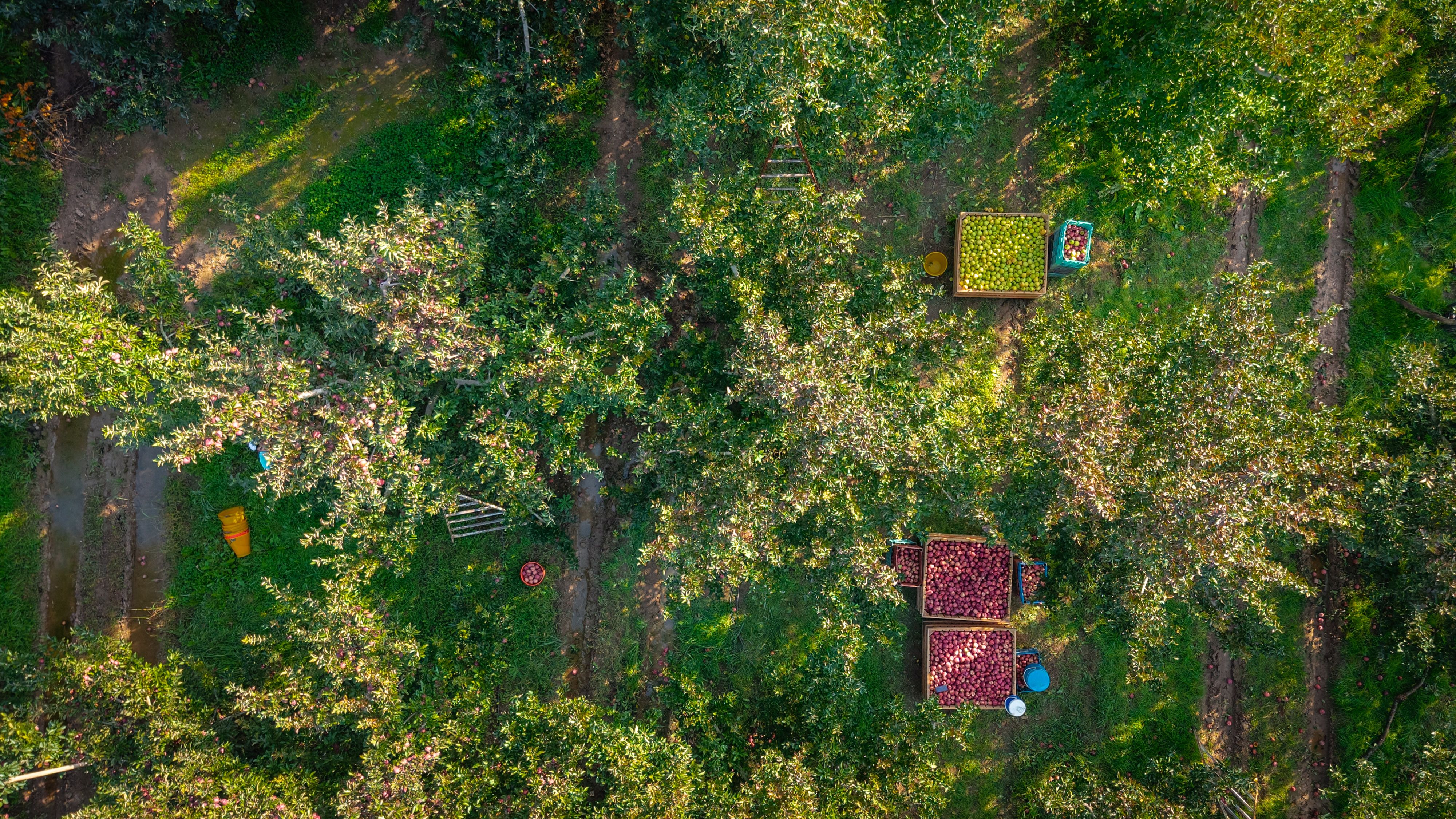 Aerial view of an apple orchard during harvest season with crates of apples.
