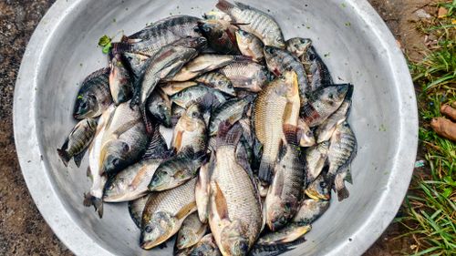 Free A collection of freshly caught fish in a large metal bowl outdoors. Stock Photo