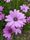 spring flowers