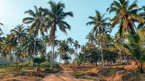 Free Lush tropical palm trees in the serene countryside of Surat Thani, Thailand. Stock Photo
