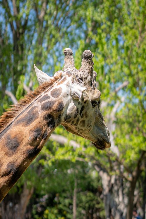 Free Profile view of a giraffe in a vibrant green environment during daylight. Stock Photo