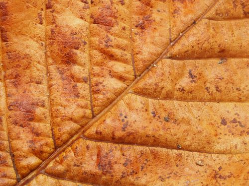 Free A close-up view of an orange autumn leaf showing its detailed texture and vibrant colors. Stock Photo
