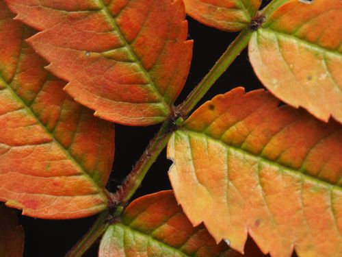 Free Detailed macro shot of colorful autumn leaves displaying rich orange hues against a dark background. Stock Photo