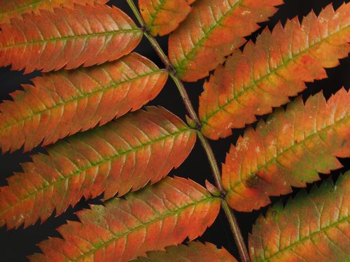 Free Detailed shot of colorful autumn fern leaves against dark background. Ideal for nature and botanical themes. Stock Photo