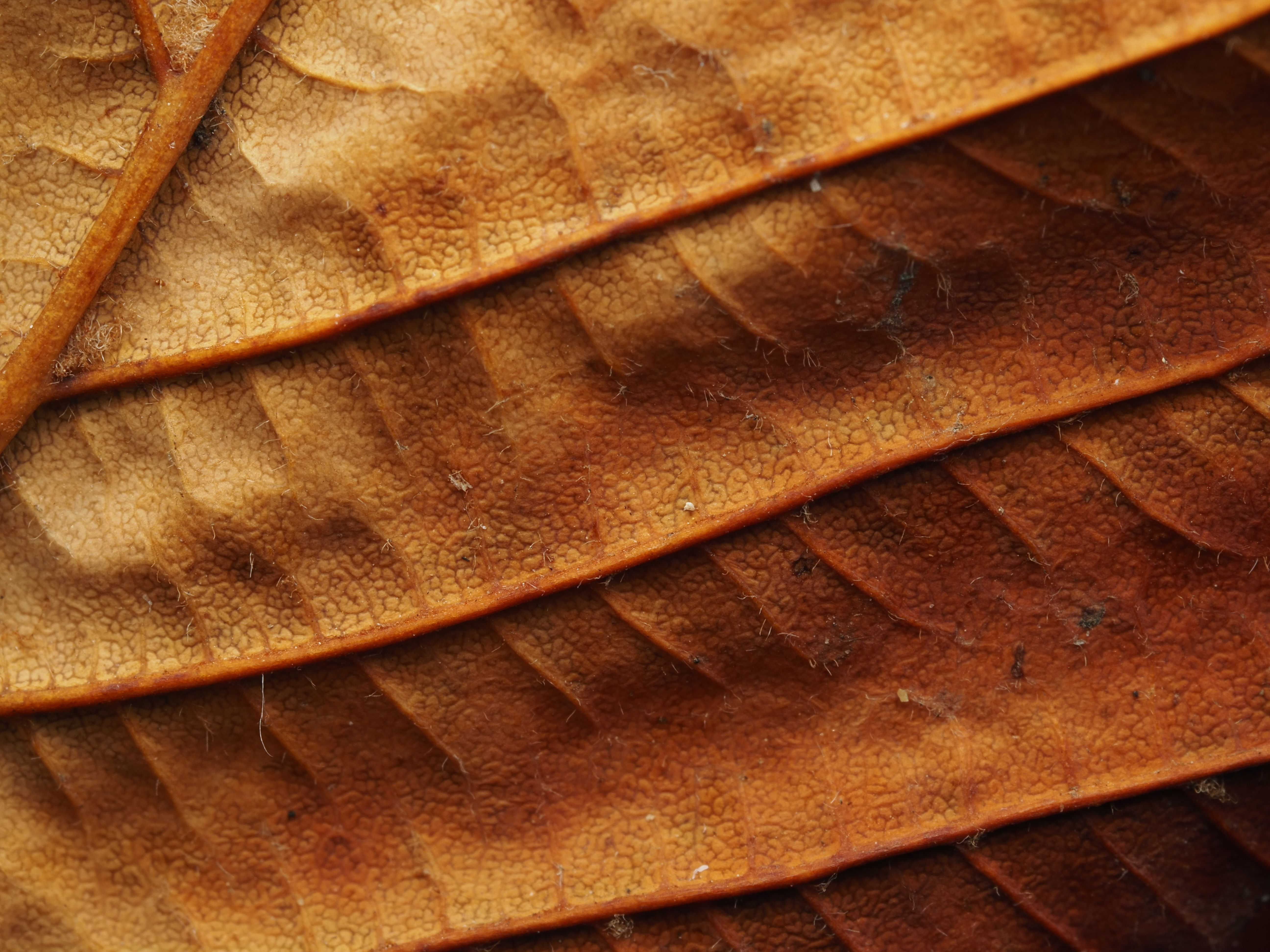 Detailed macro shot focusing on the intricate texture and pattern of dry brown leaves.