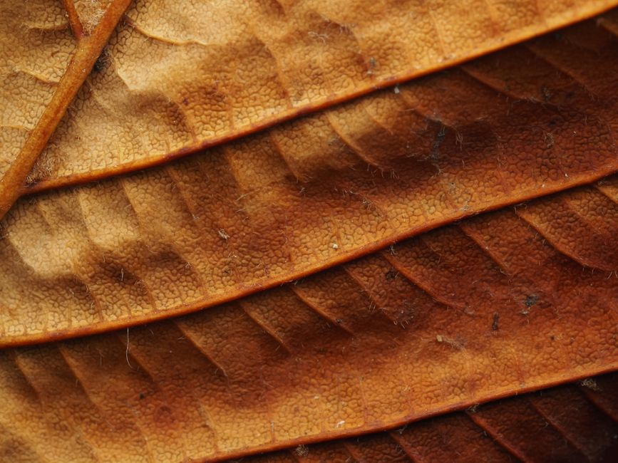 Detailed macro shot focusing on the intricate texture and pattern of dry brown leaves.