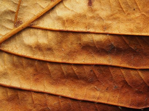 Free Explore the intricate details of a dry autumn leaf with its distinct lines and autumnal hues. Stock Photo